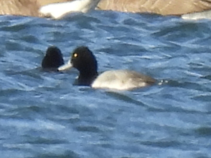 Fuligule milouinan - ML646766401