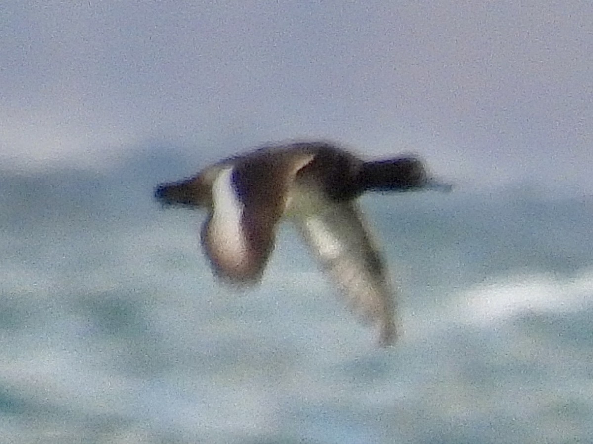 Fuligule milouinan - ML646766402