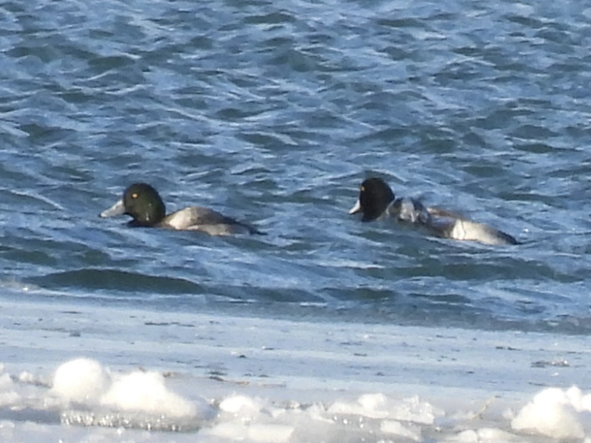 Fuligule milouinan - ML646766404