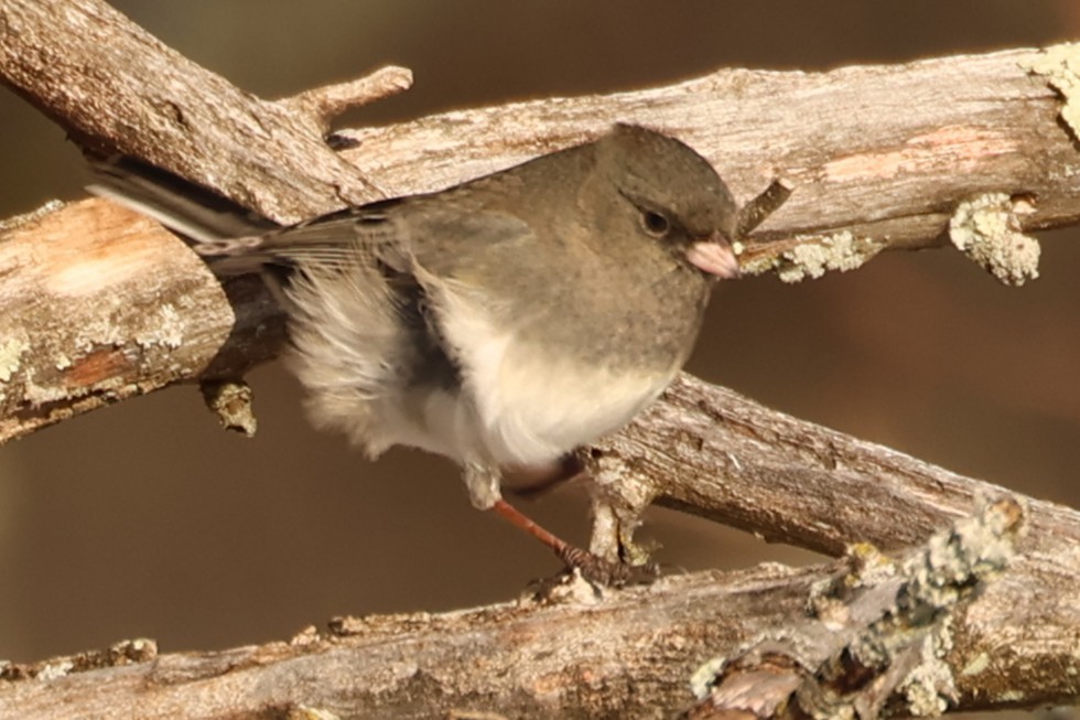 Серый юнко - ML646766405
