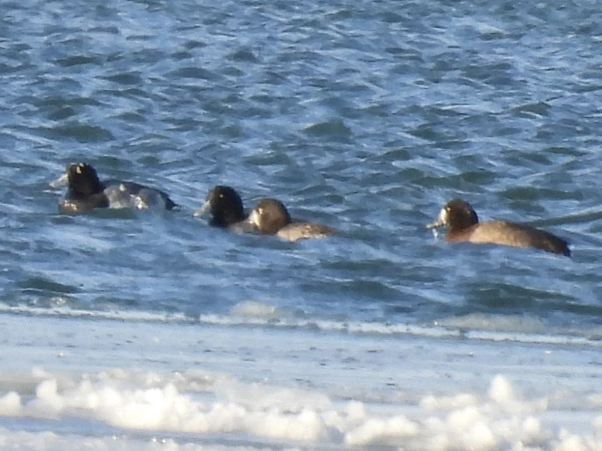 Fuligule milouinan - ML646766406