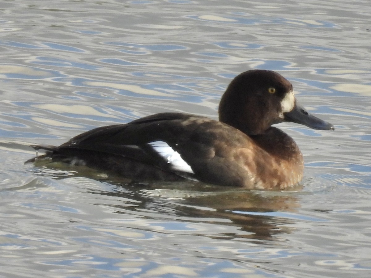 Fuligule milouinan - ML646766407