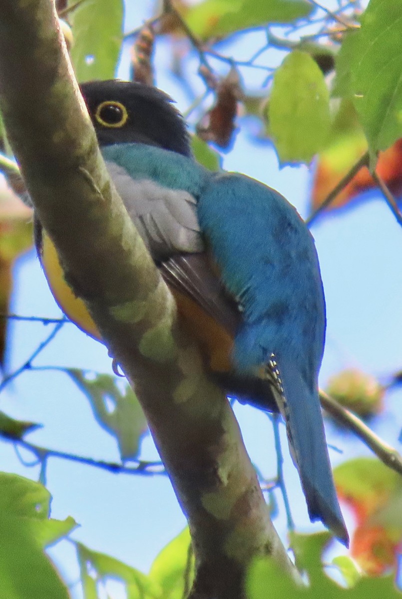 monokkeltrogon - ML646766408