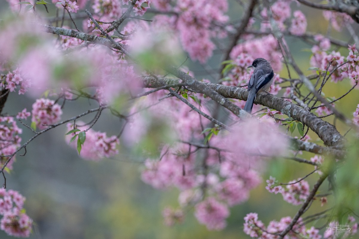 Gray Sibia - ML646766410