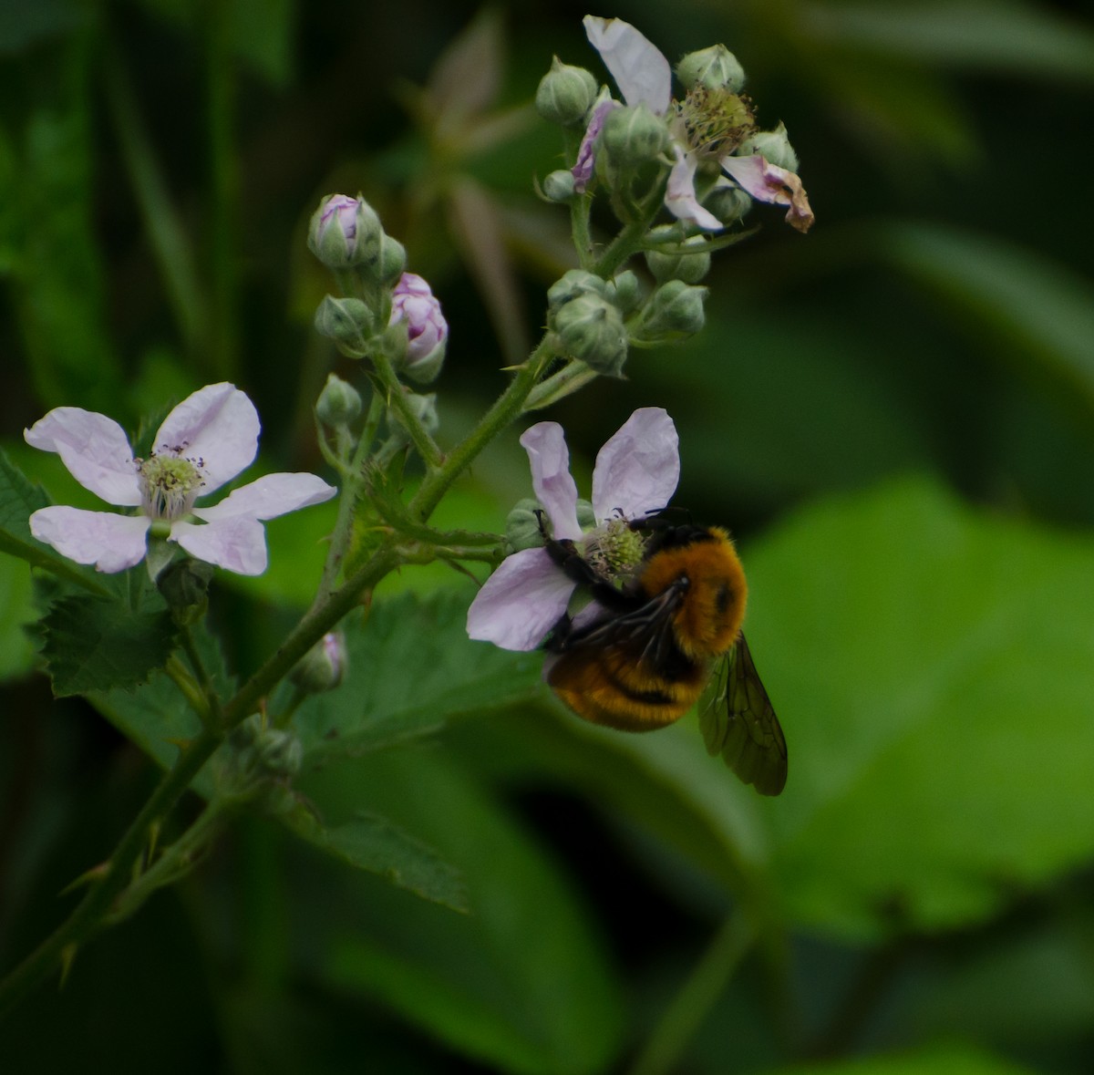 Giant Bumble Bee - ML646766411