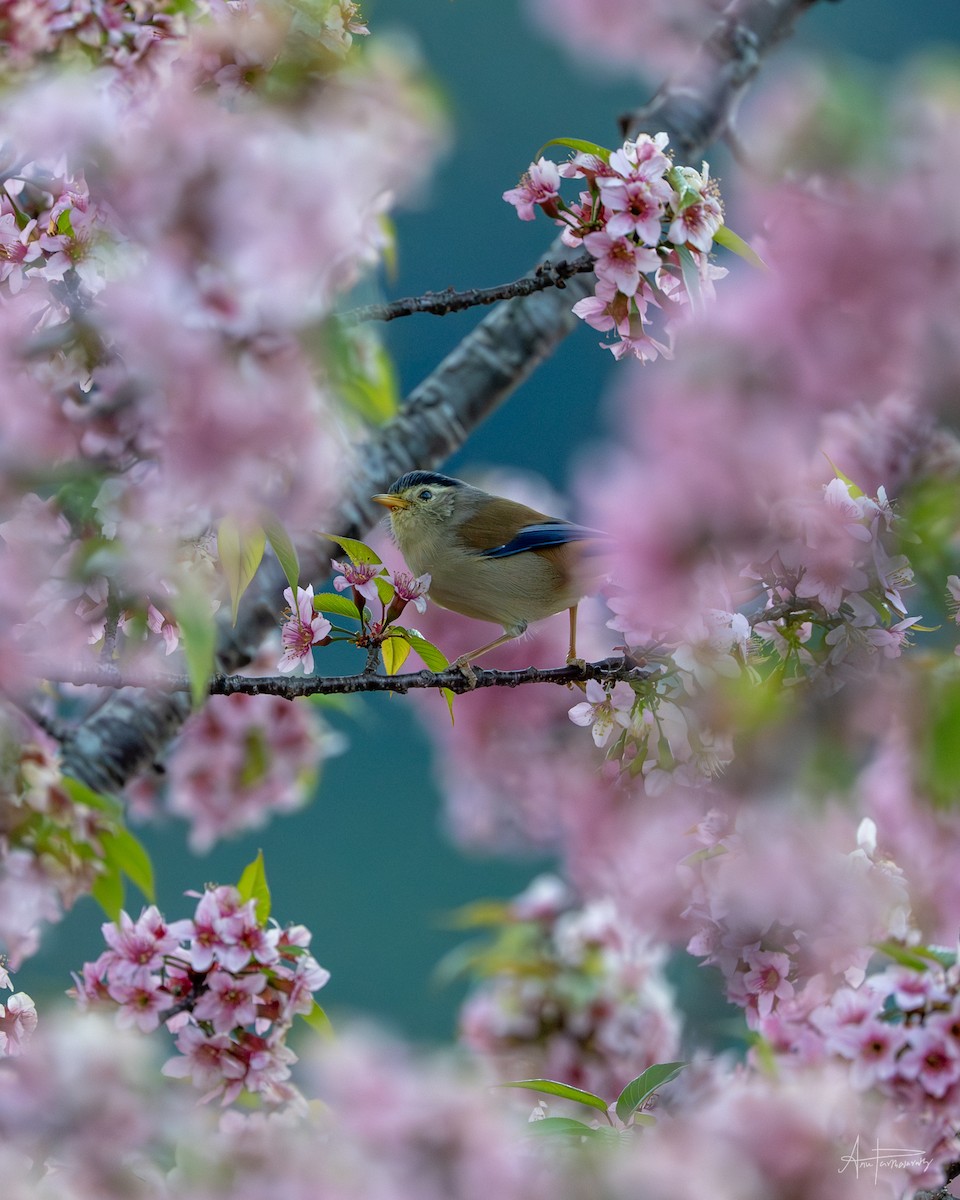 Blue-winged Minla - ML646766417