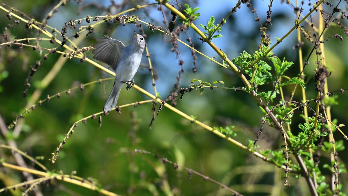 Голубая комароловка - ML646766418