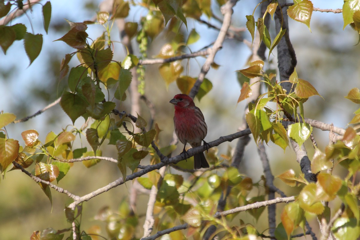 House Finch - ML646766419