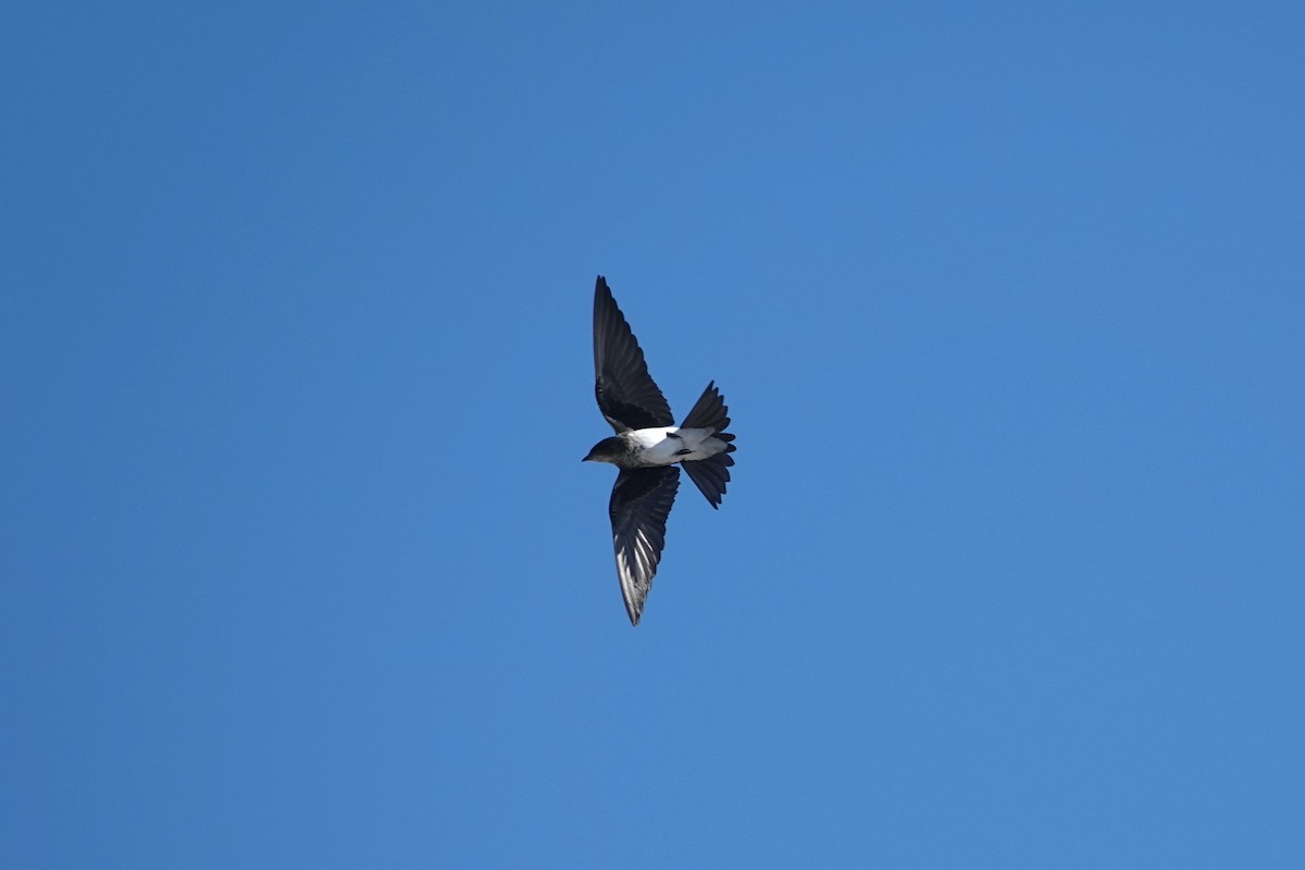 Gri Göğüslü Kırlangıç - ML646766425