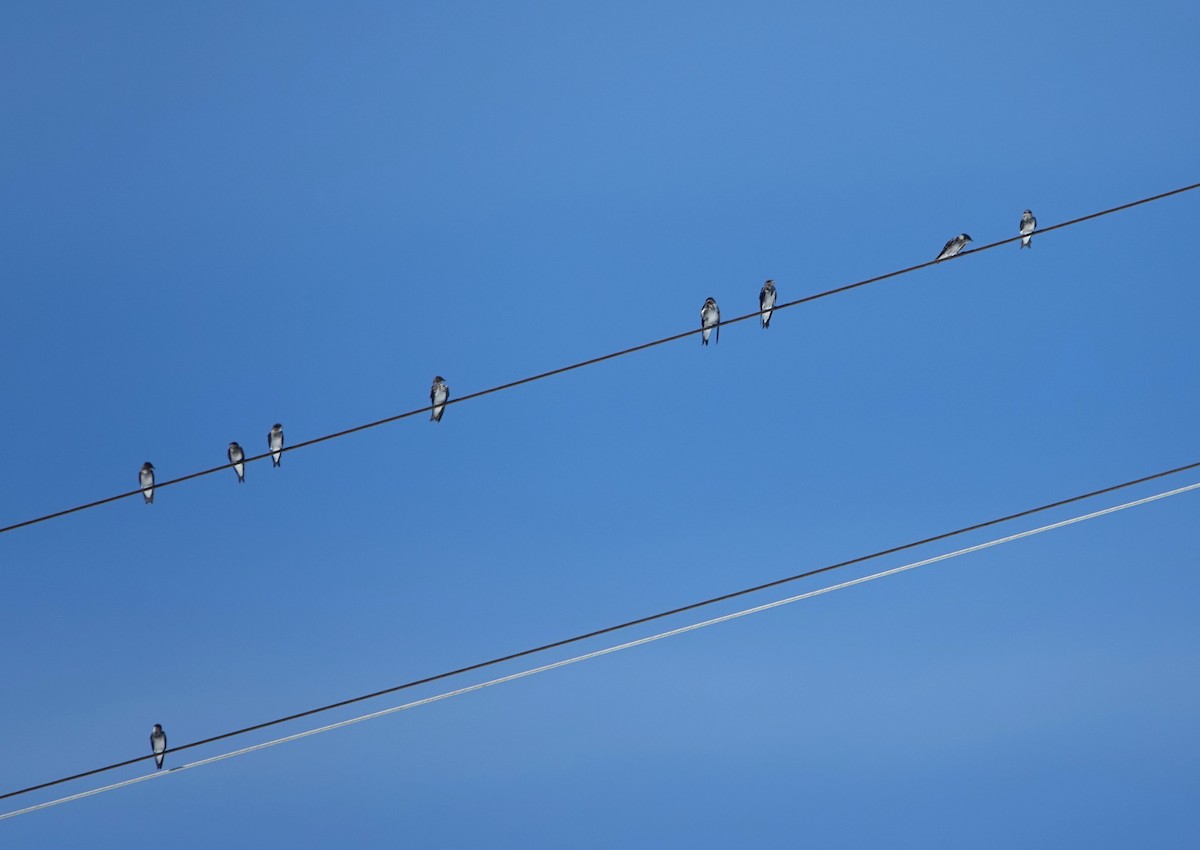 Gri Göğüslü Kırlangıç - ML646766426