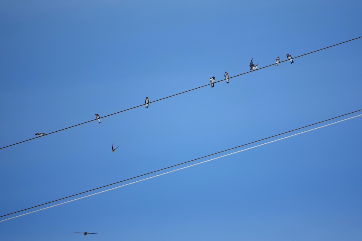 Gri Göğüslü Kırlangıç - ML646766427