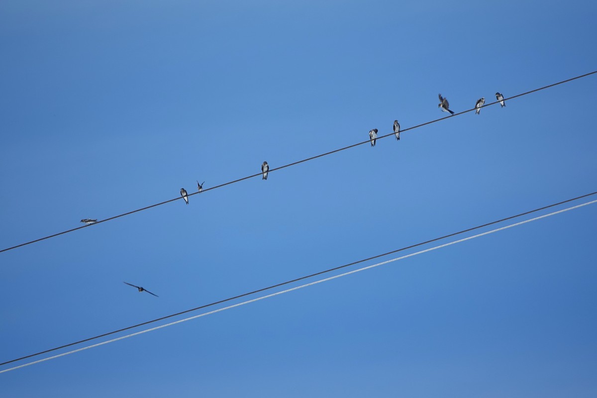 Gri Göğüslü Kırlangıç - ML646766428