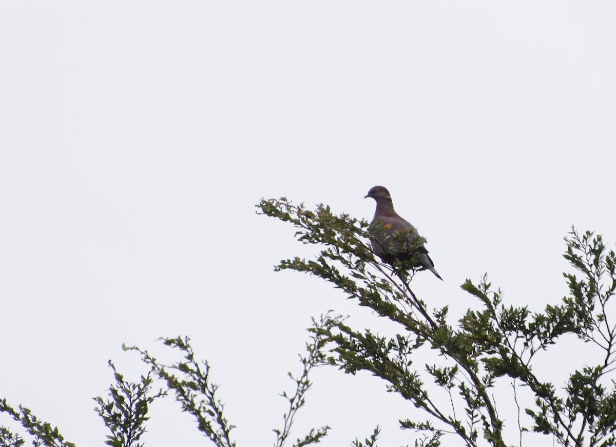 Chilean Pigeon - ML646766429