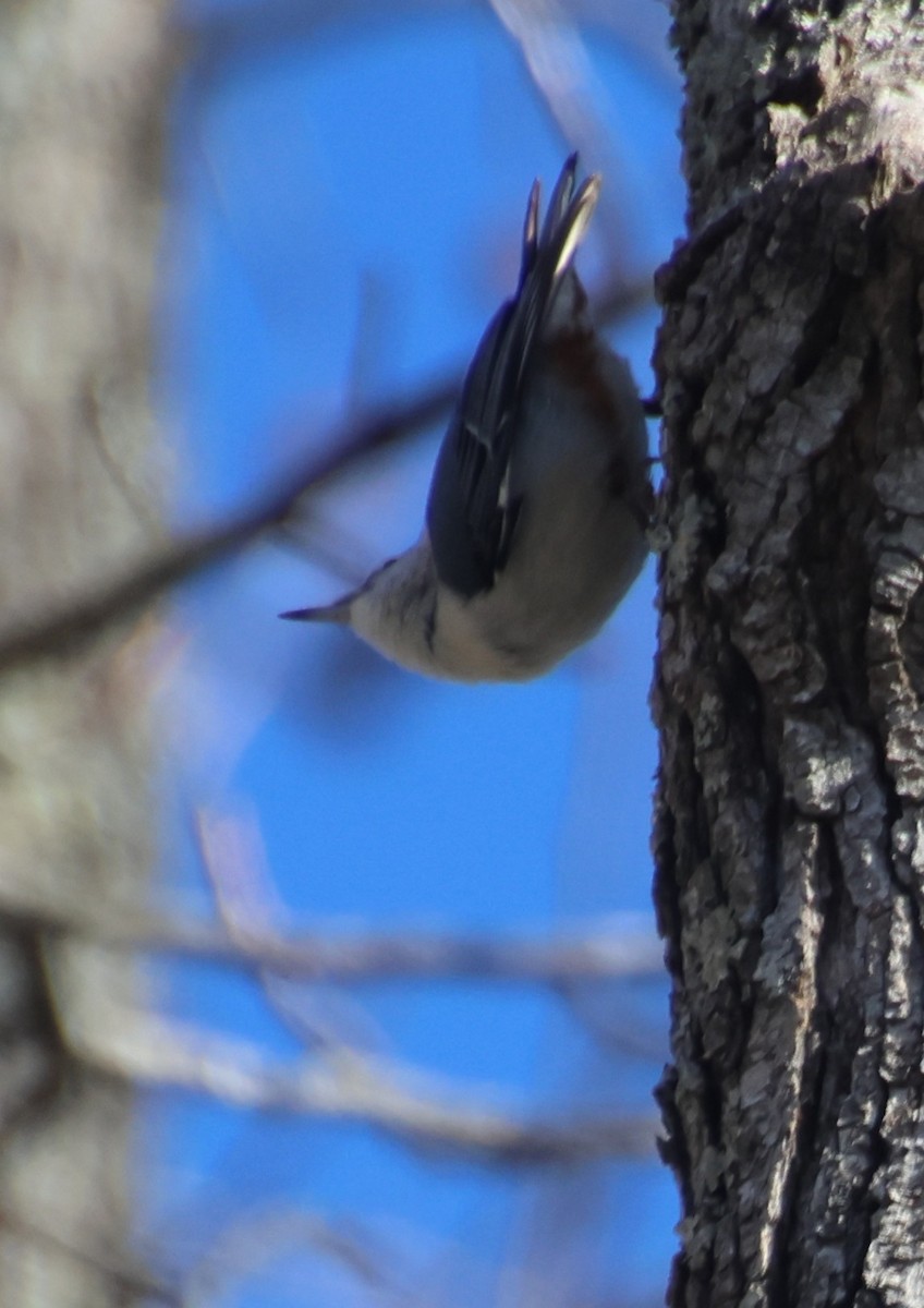 Sittelle à poitrine blanche - ML646766432