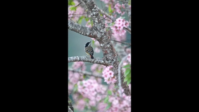 Краснохвостая минла - ML646766433