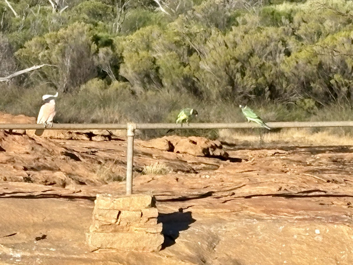 Ringsittich (zonarius) - ML646766437