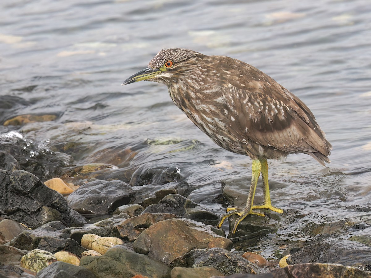 Bihoreau gris (falklandicus) - ML646766439