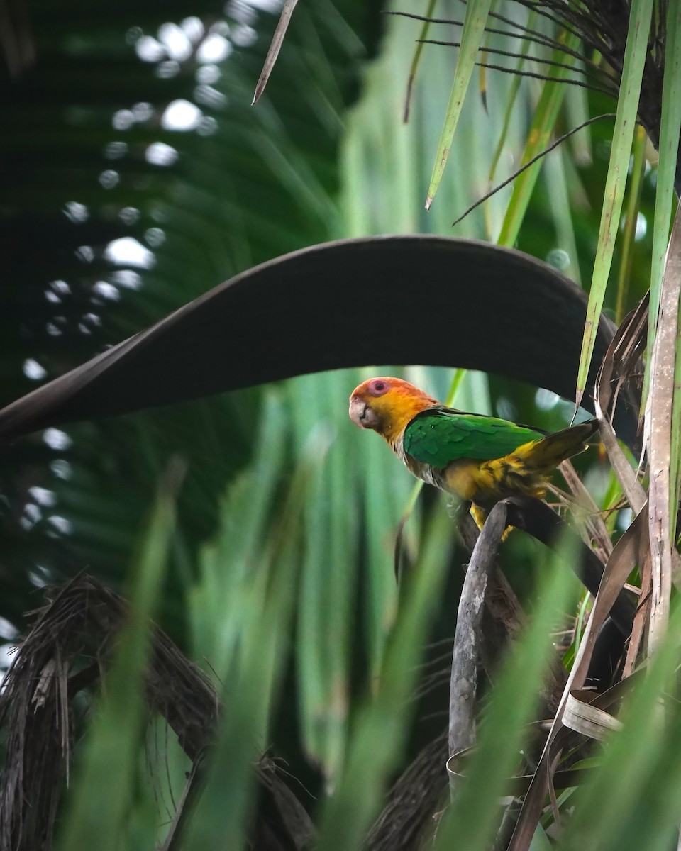 シロハラインコ - ML646766440