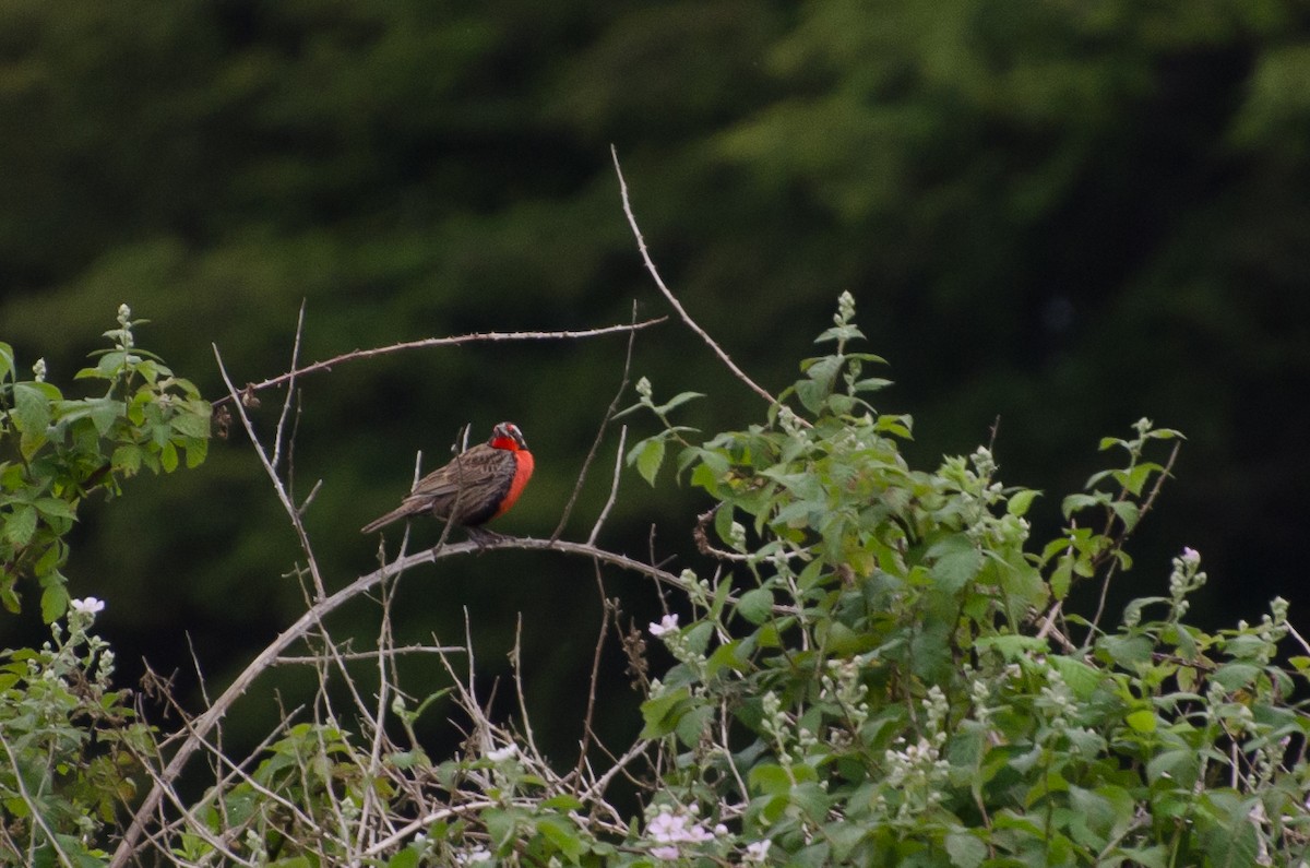 Long-tailed Meadowlark - ML646766441