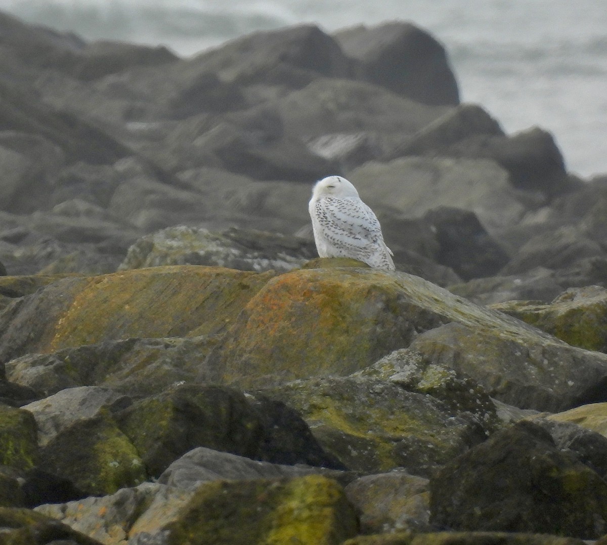 Snowy Owl - ML646766443