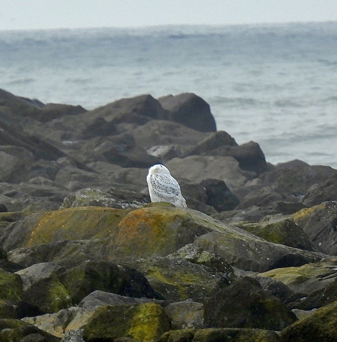 Snowy Owl - ML646766444