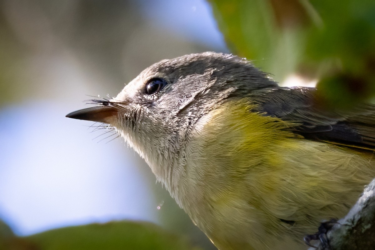 סבכון חכלילי - ML646766452