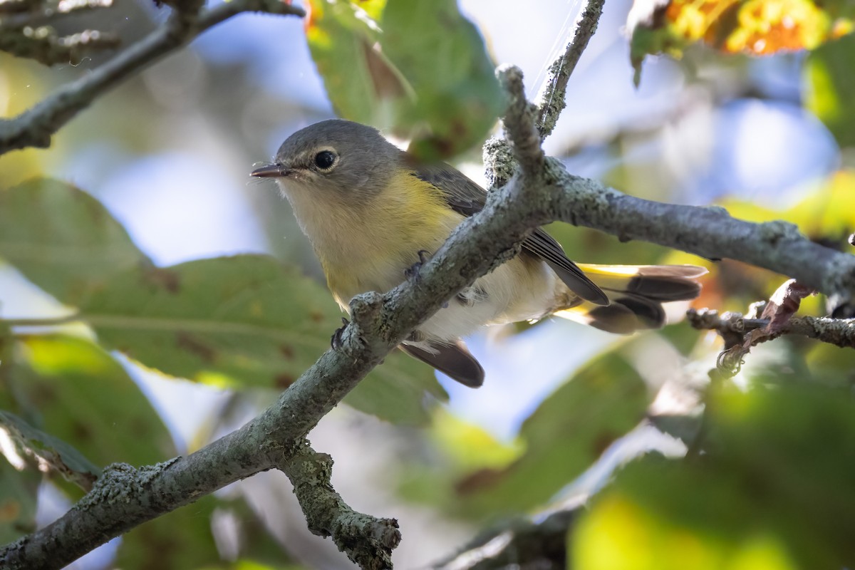 סבכון חכלילי - ML646766453
