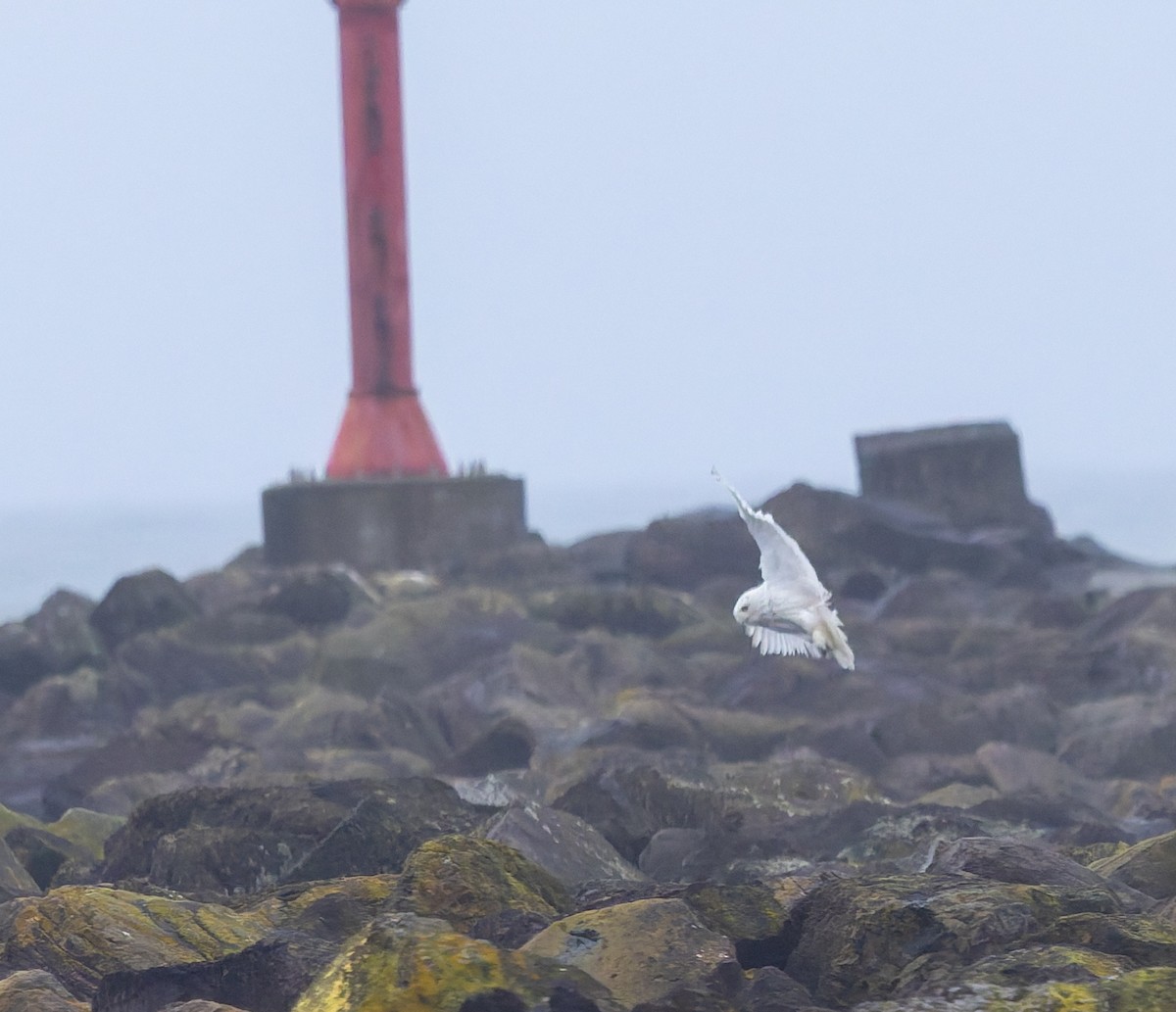 Snowy Owl - ML646766454