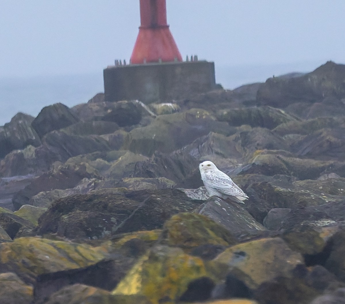 Snowy Owl - ML646766455