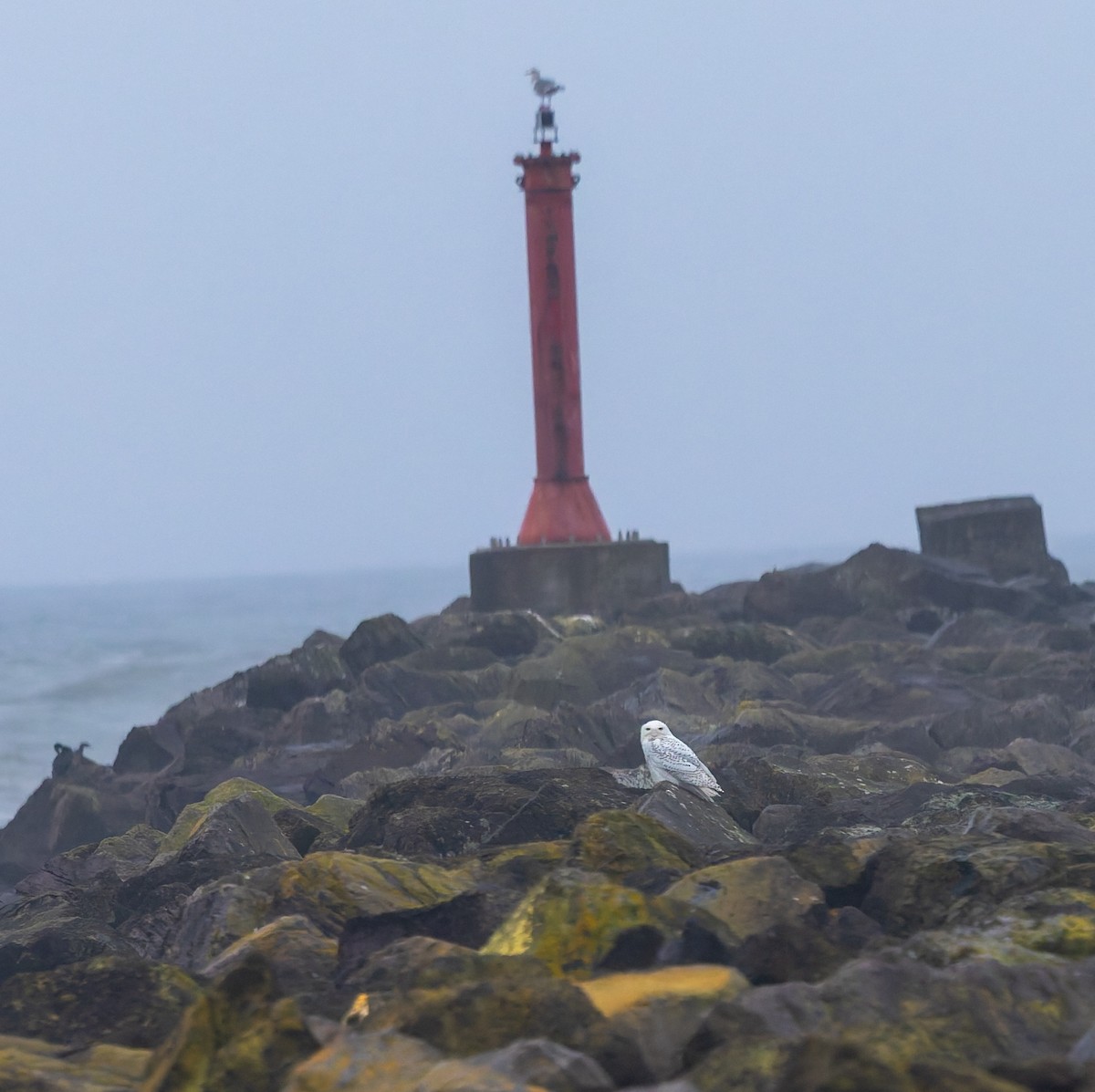 Snowy Owl - ML646766456