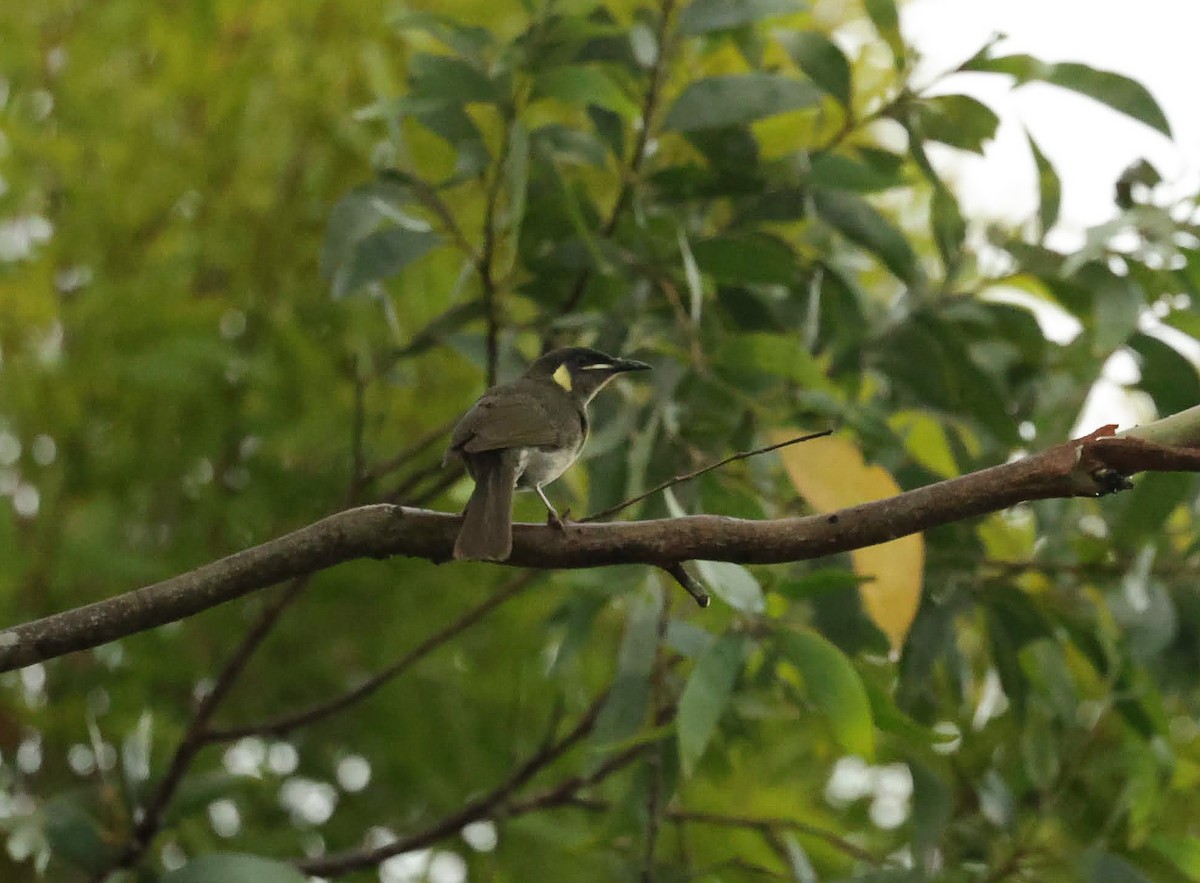 Lewin's Honeyeater - ML646766461