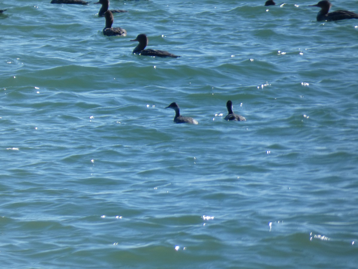 Grèbe à cou noir - ML646766462