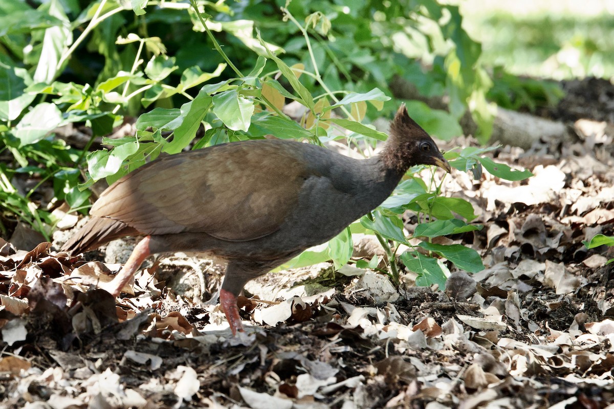 Reinwardt Megapodu - ML646766463