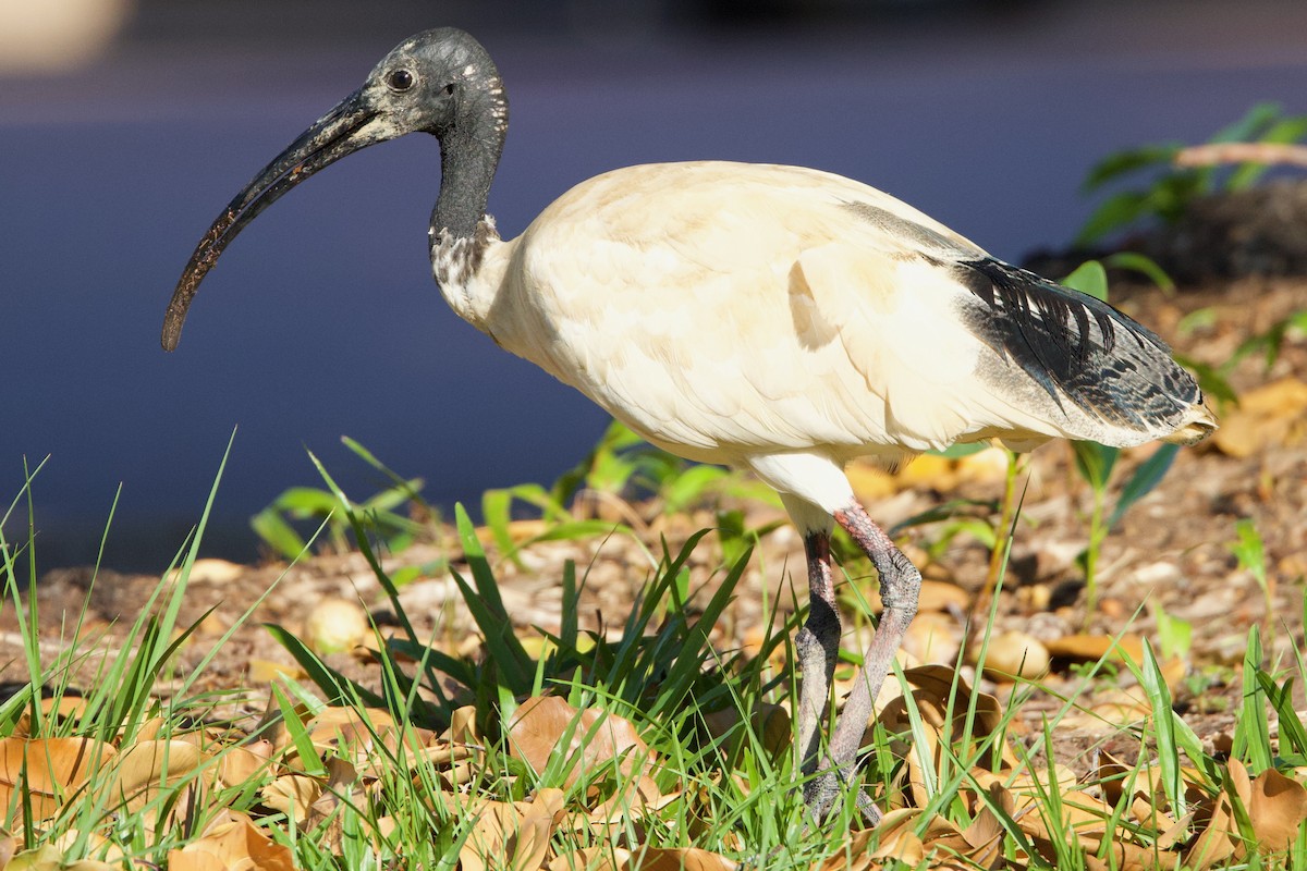 Avustralya Kutsal Aynağı - ML646766481