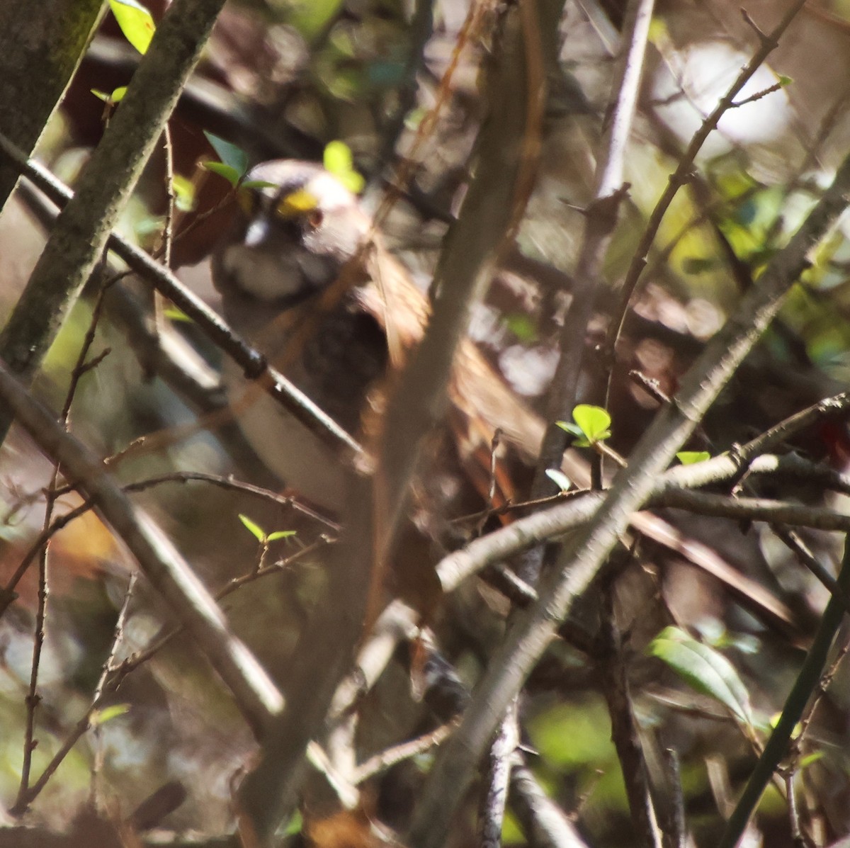 גיבתונית לבנת-גרון - ML646766486