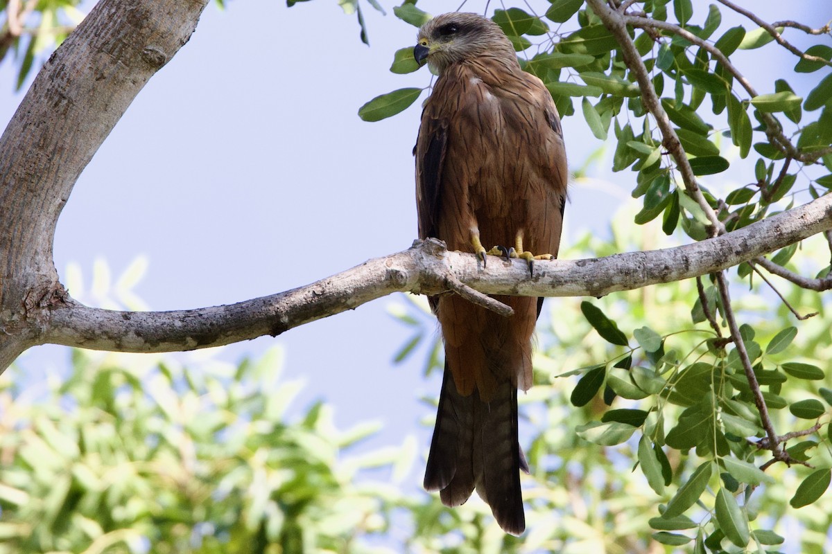 Kara Çaylak - ML646766487