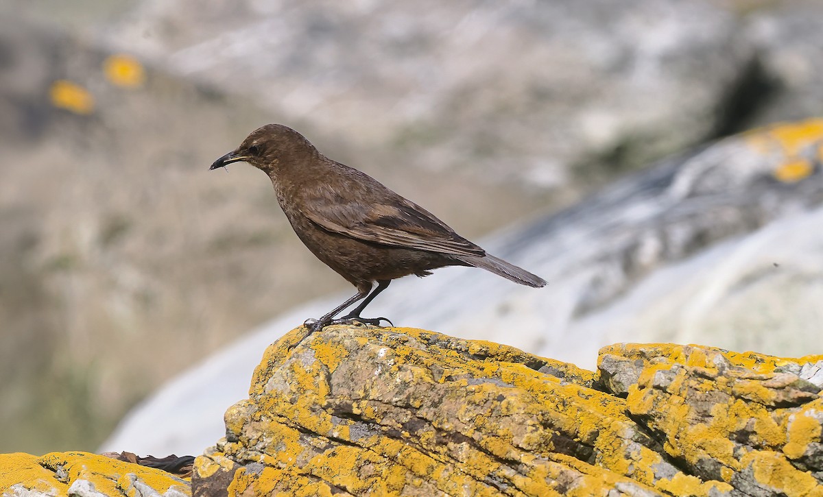 Cinclode fuligineux (antarcticus) - ML646766491