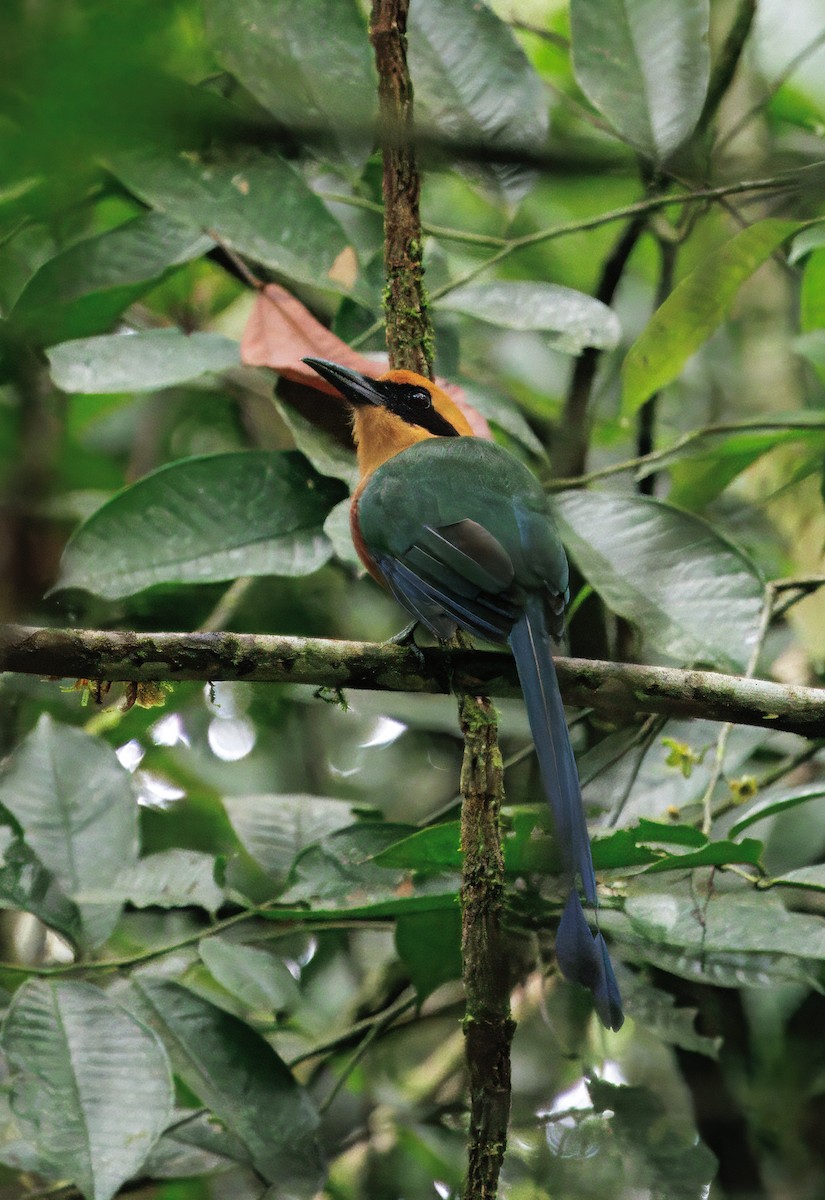 Rufous Motmot - ML646766492