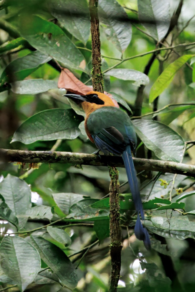 Rufous Motmot - ML646766493