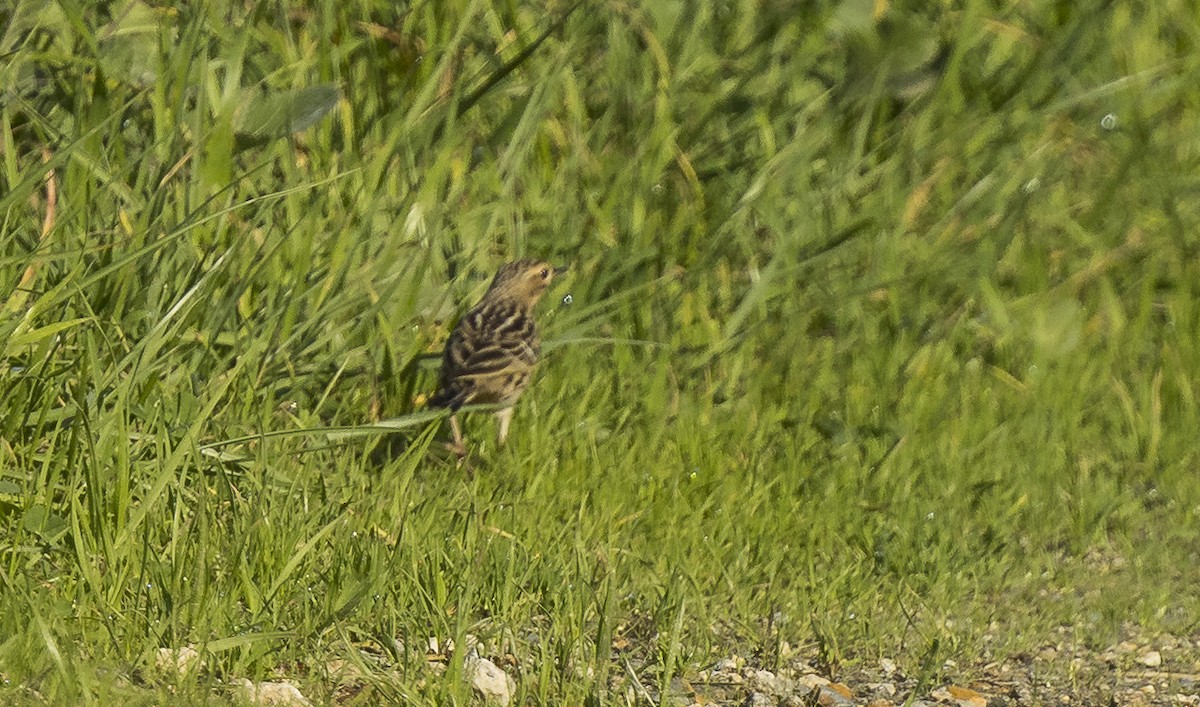 Bisbita Gorjirrojo - ML646766494