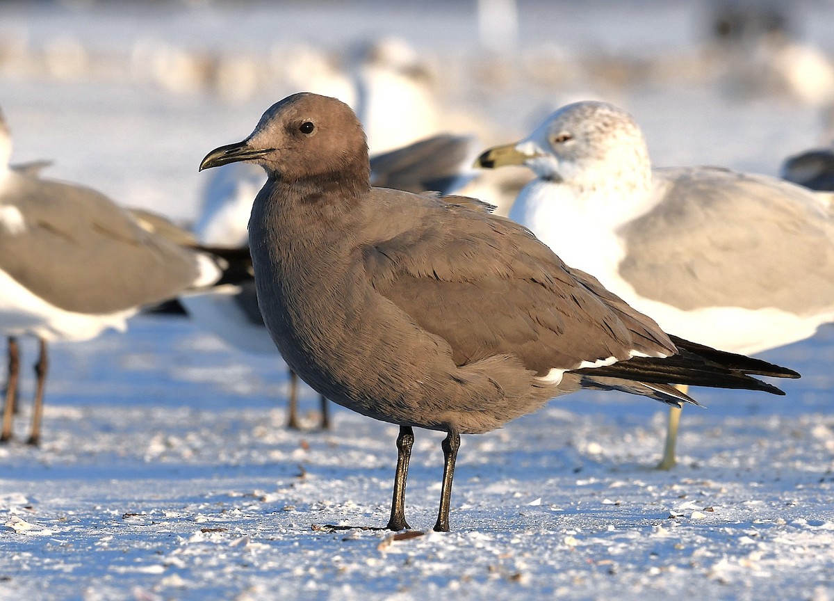 ハイイロカモメ - ML646766495