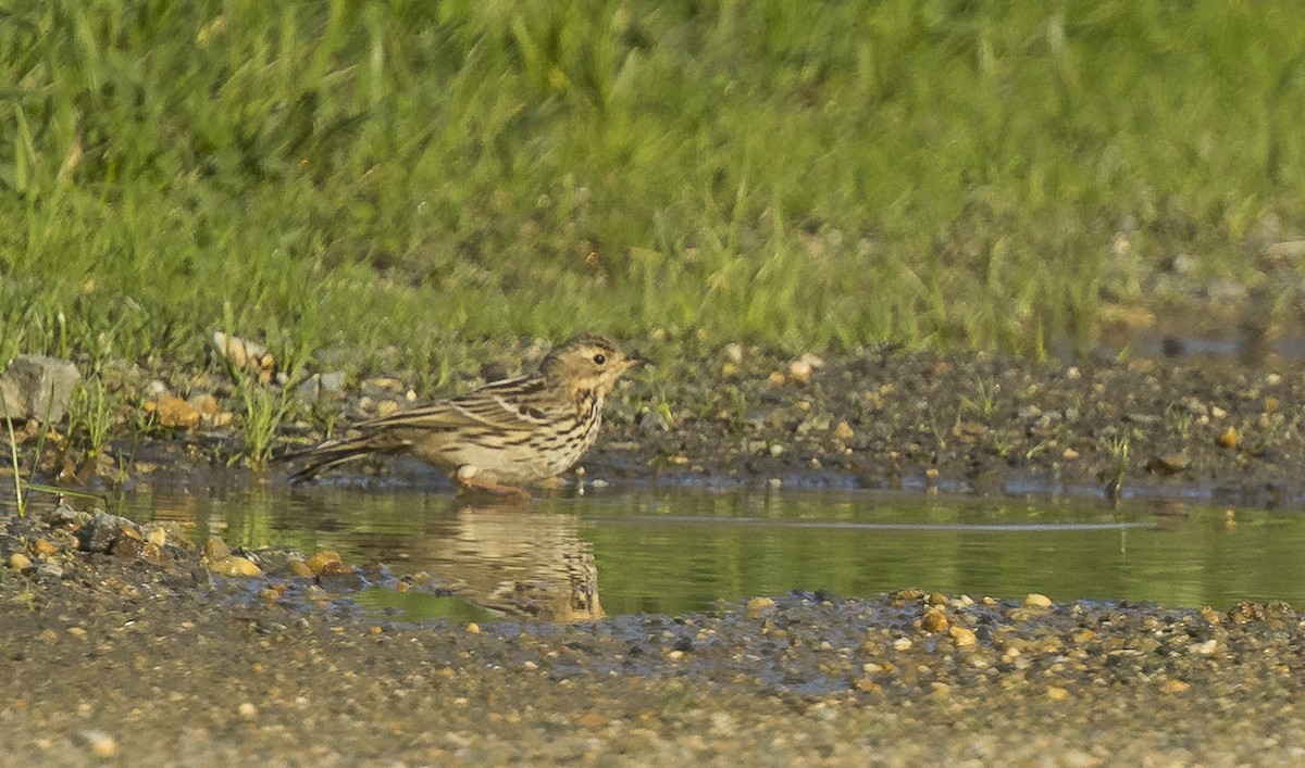 Bisbita Gorjirrojo - ML646766496