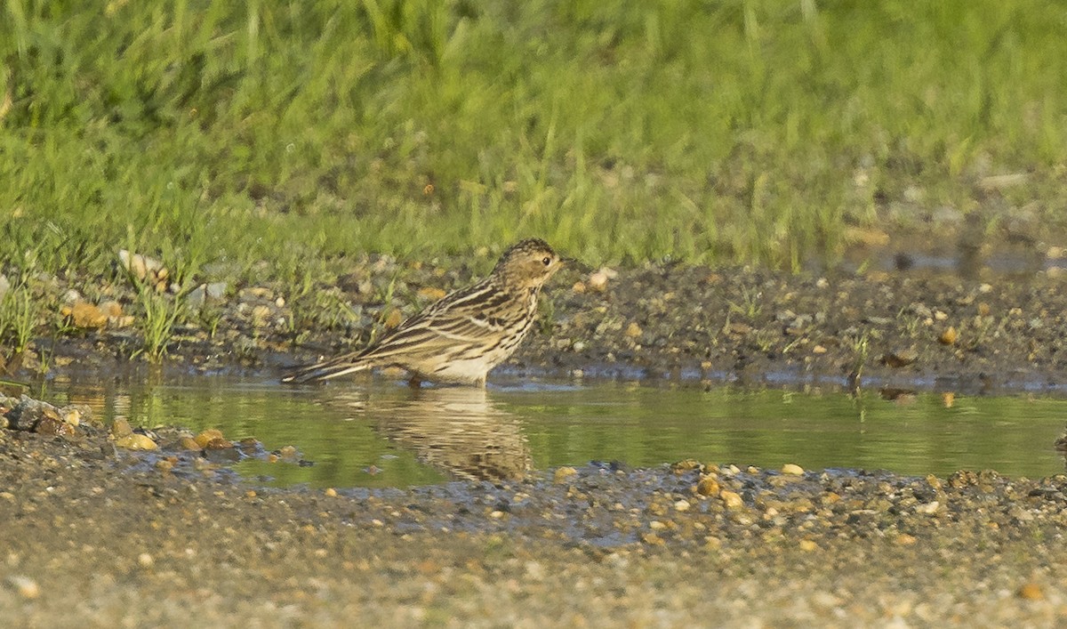 Bisbita Gorjirrojo - ML646766497