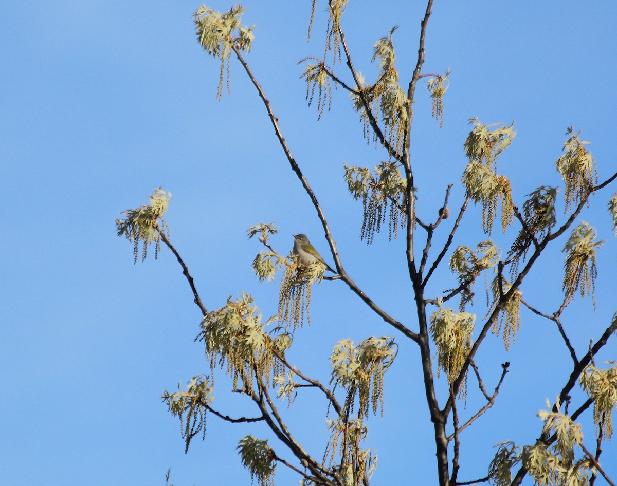 Tennessee Warbler - ML646766498