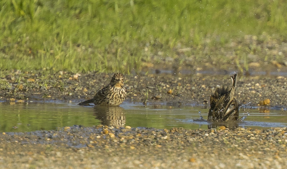 Bisbita Gorjirrojo - ML646766499