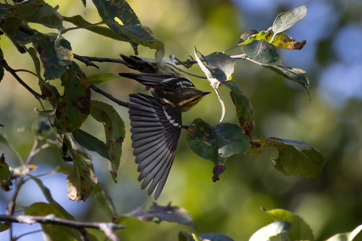 Blackburnian Warbler - ML646766502