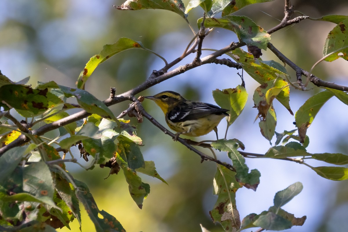 Blackburnian Warbler - ML646766503