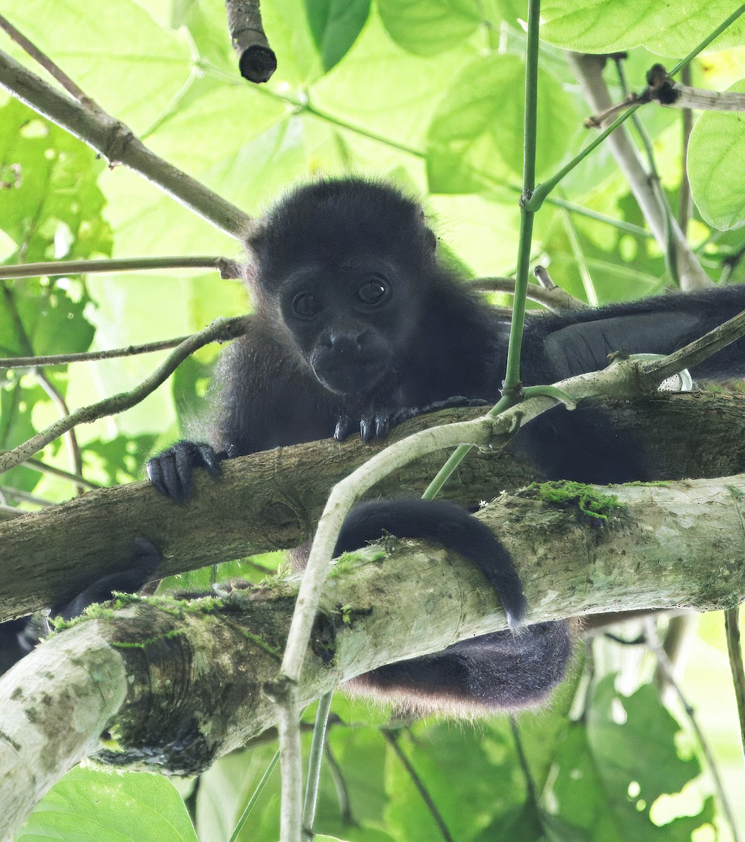 Mantled Howler Monkey - ML646766505