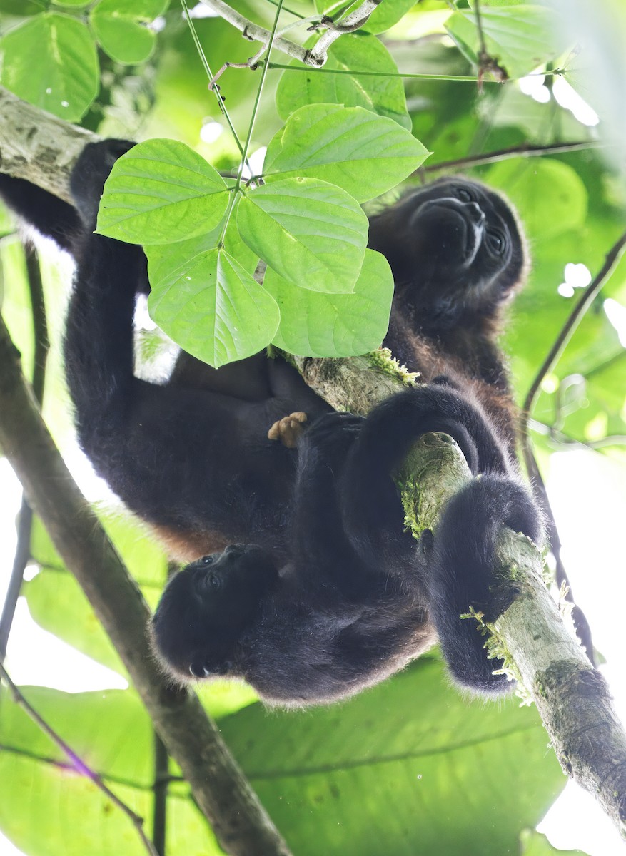 Mantled Howler Monkey - ML646766506