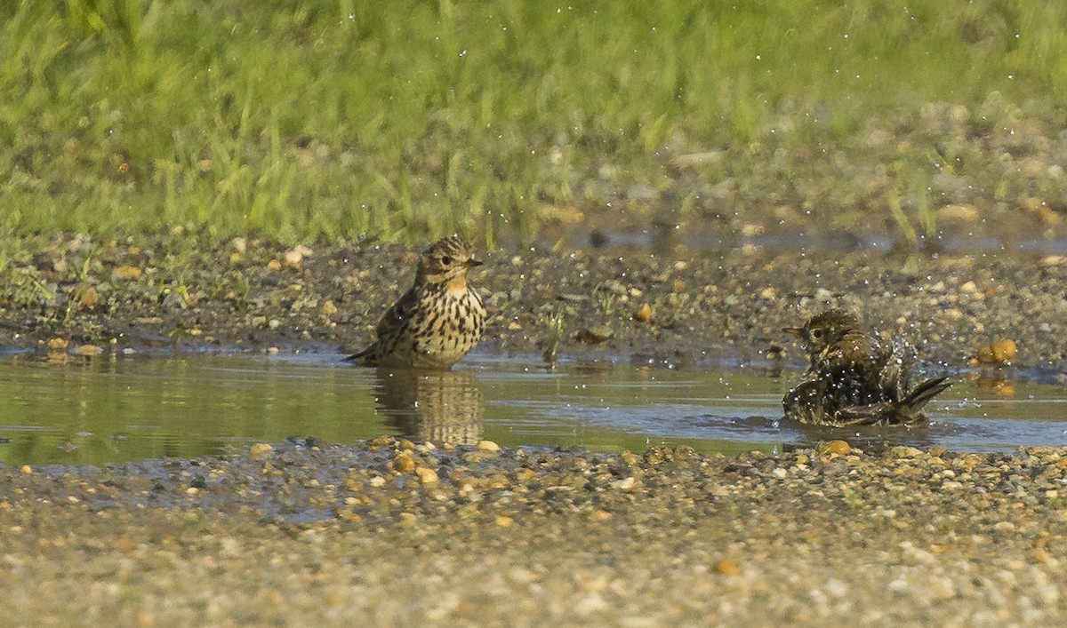 Bisbita Gorjirrojo - ML646766507
